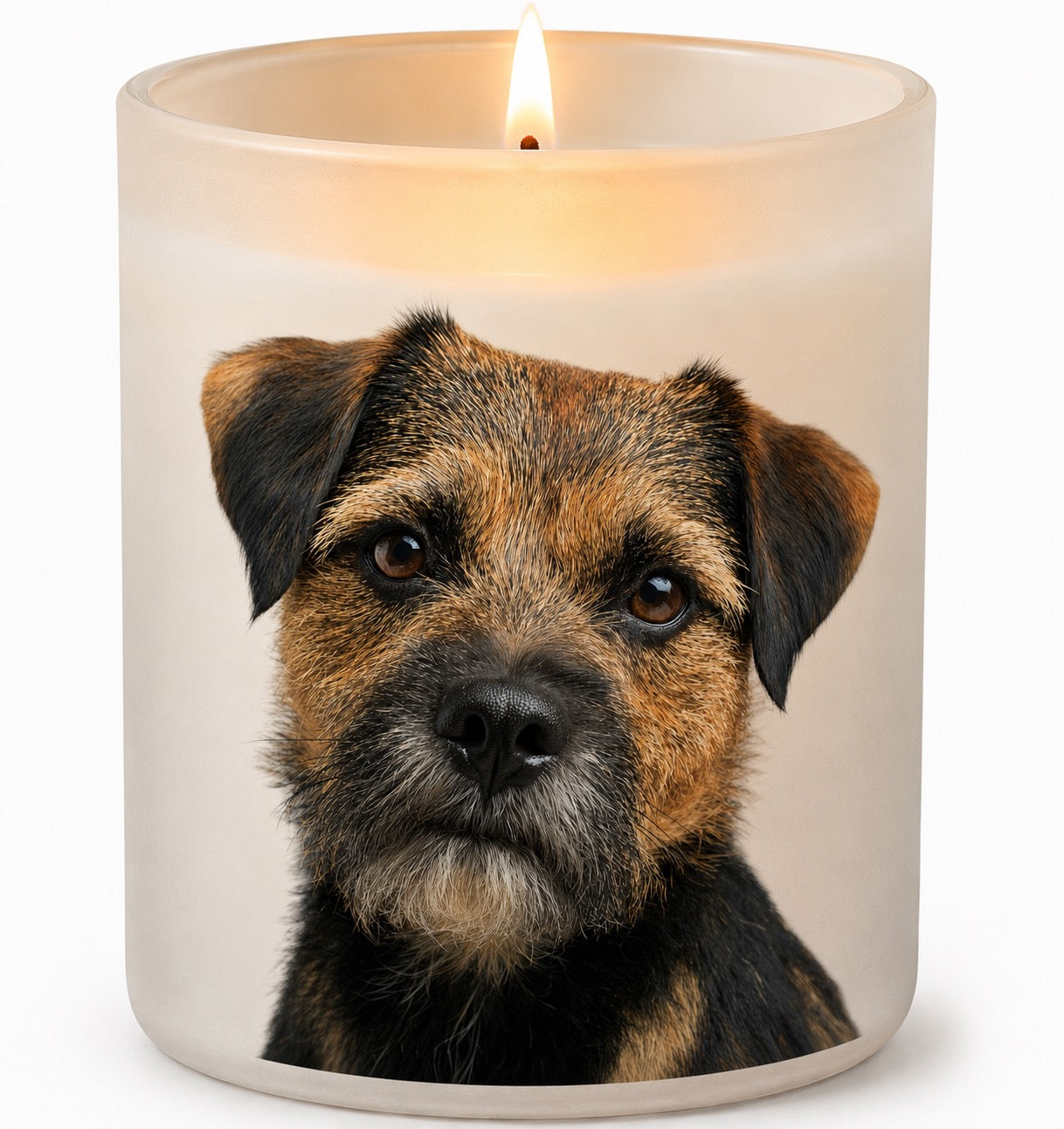 Border Terrier_Black & Tan