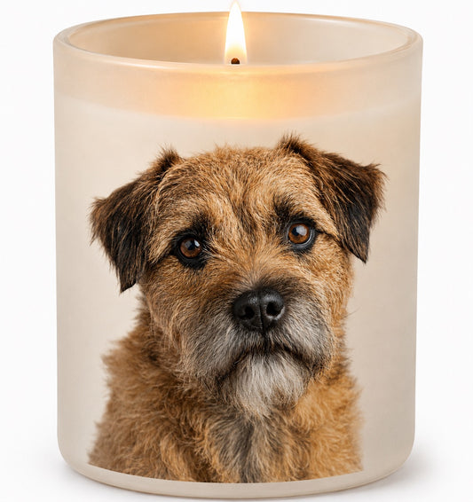 Border Terrier_Wheaten