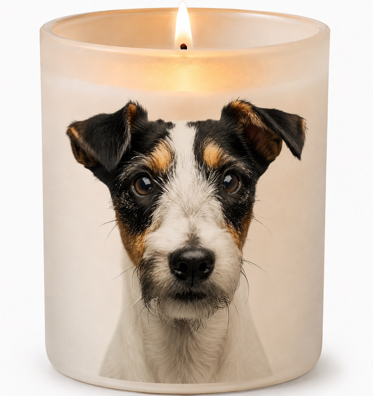 Fox Terrier