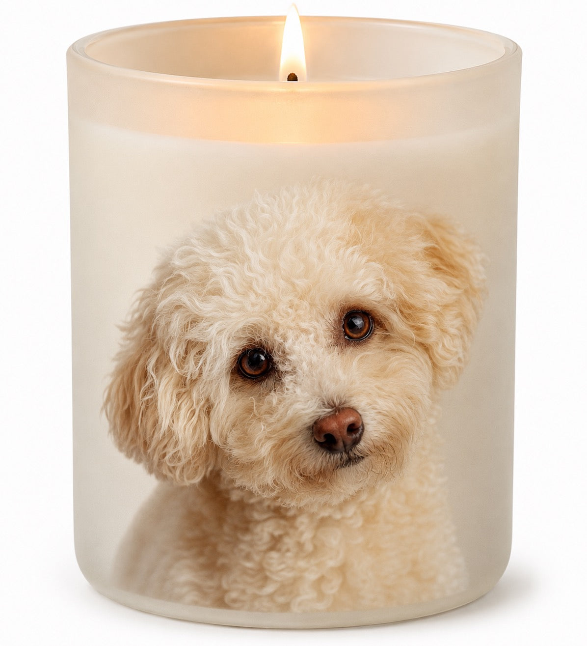 Toy Poodle_White