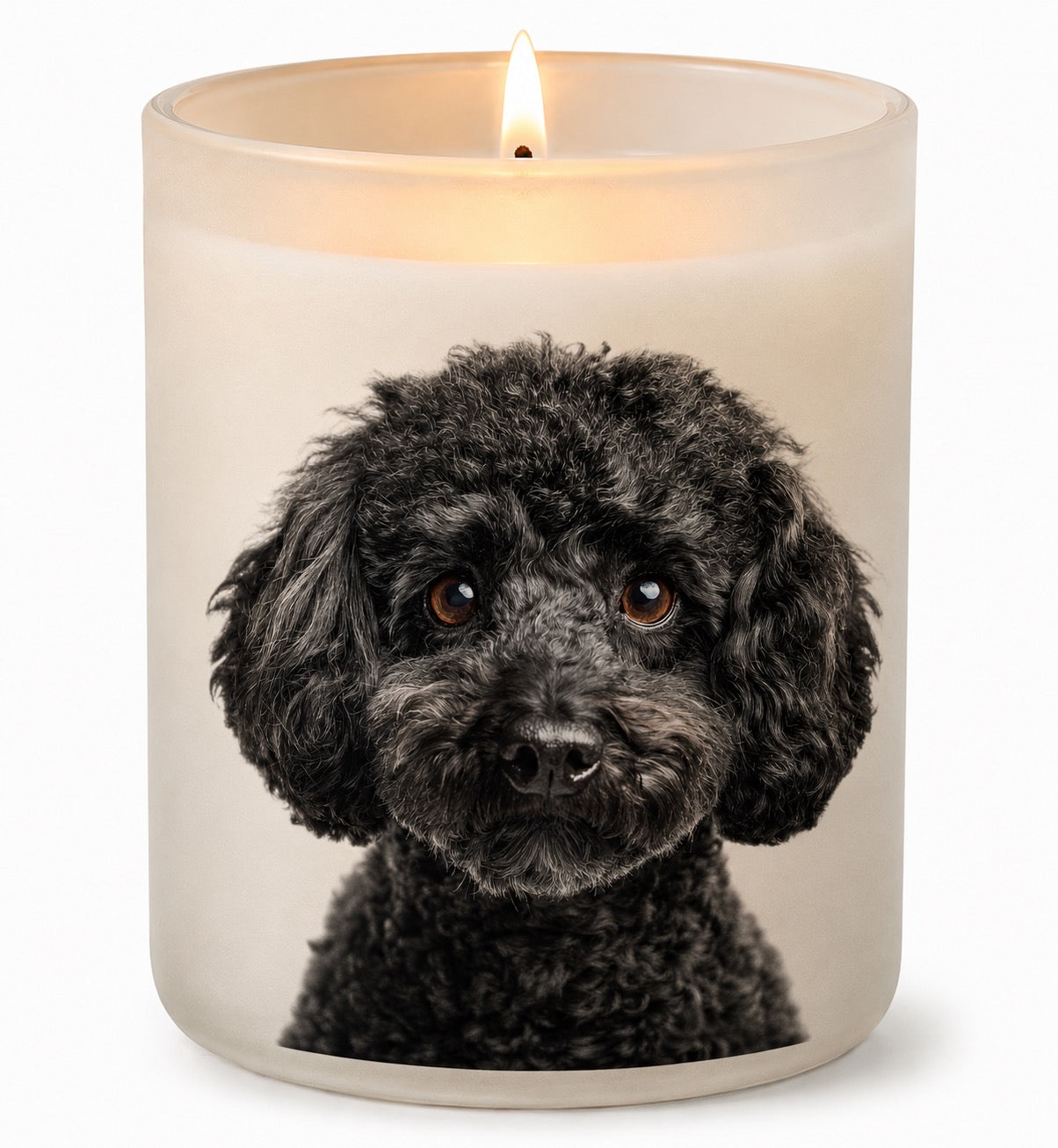 Toy Poodle_Black