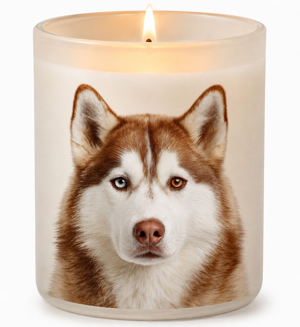Siberian Husky_Red & White