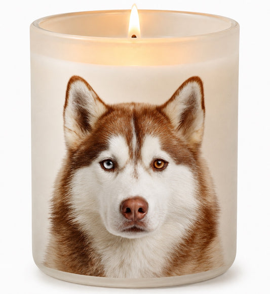 Siberian Husky_Red & White
