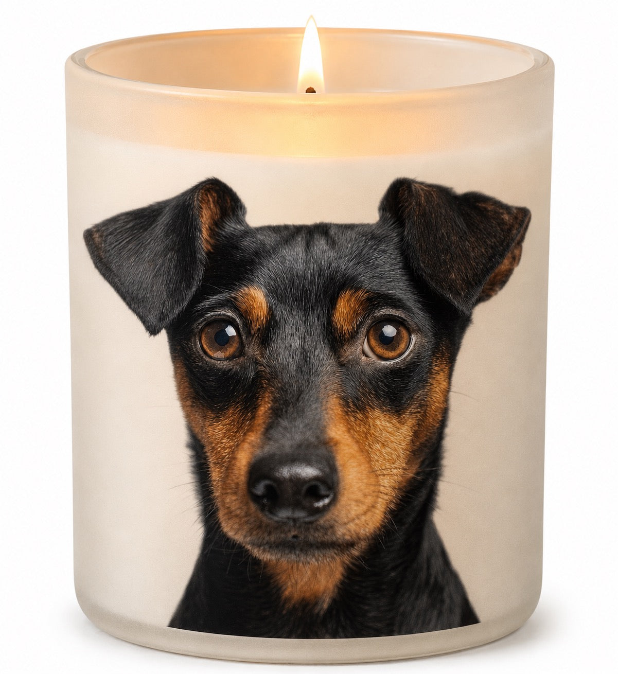 Pinscher