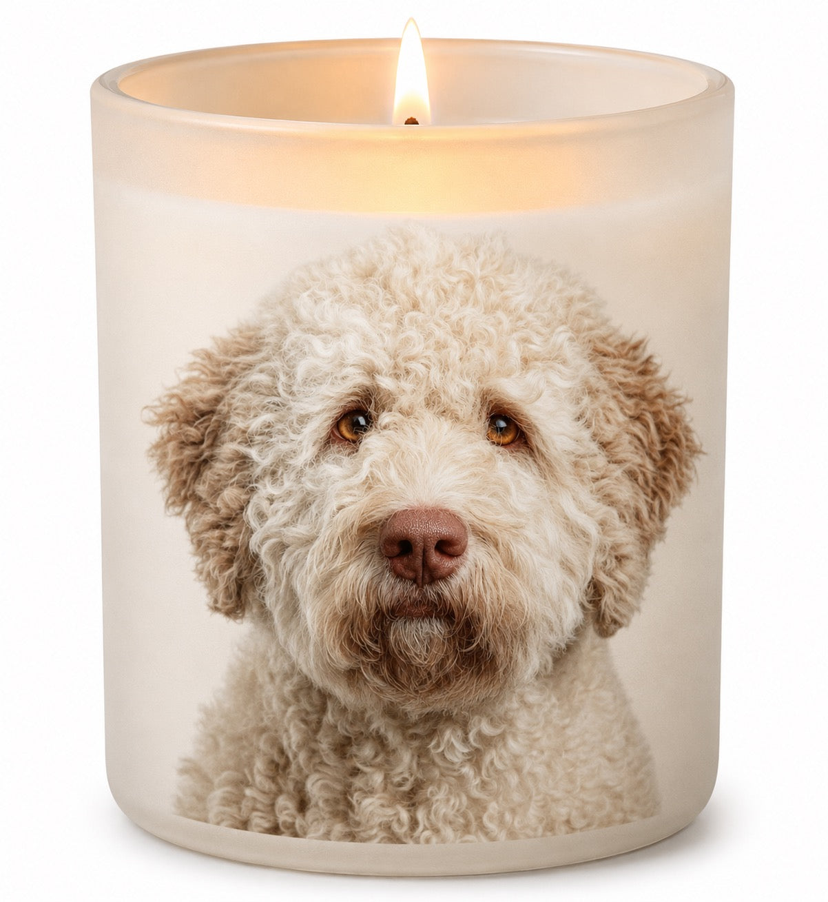 Lagotto_White