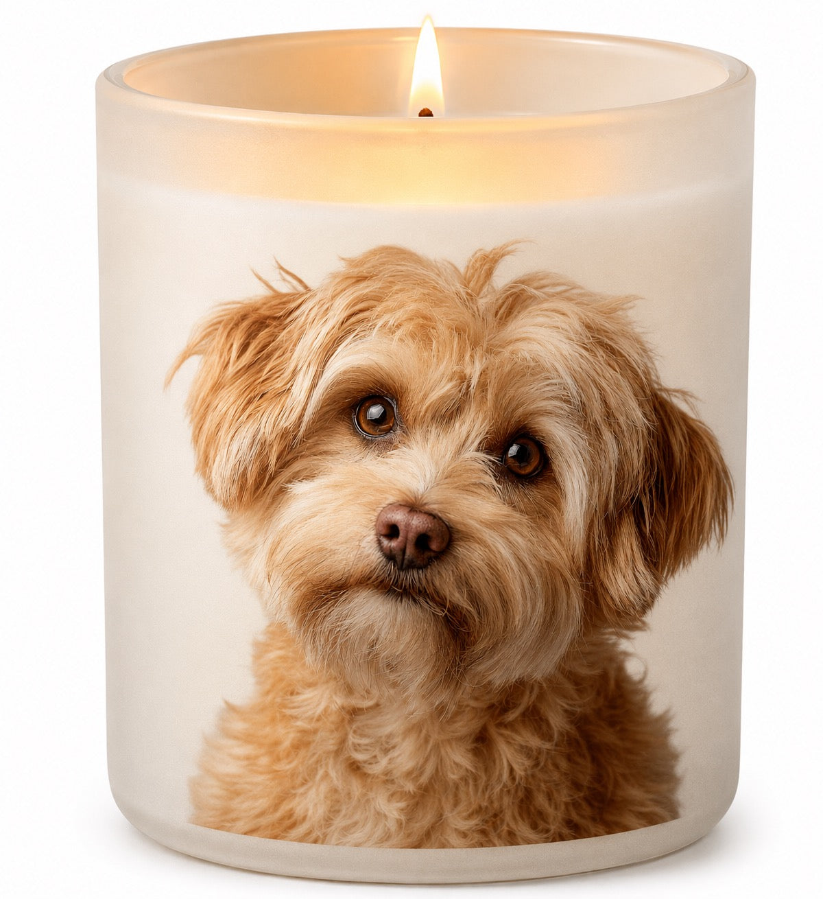 Yorkipoo_Apricot