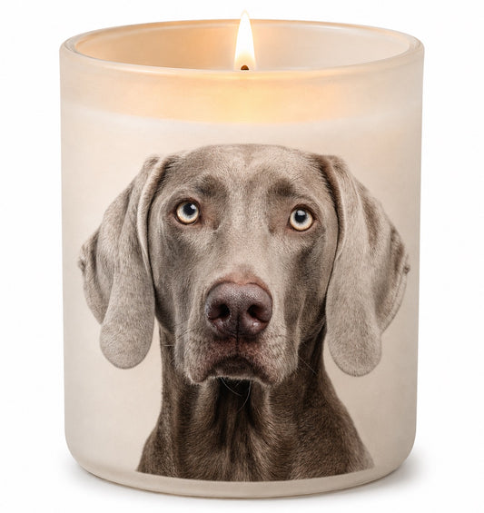 Weimaraner