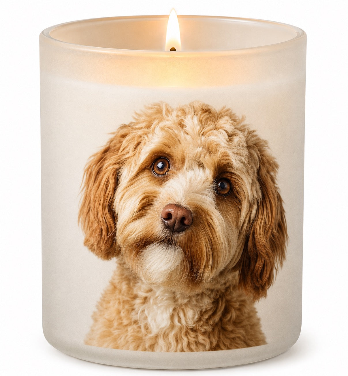 Cockapoo_Apricot