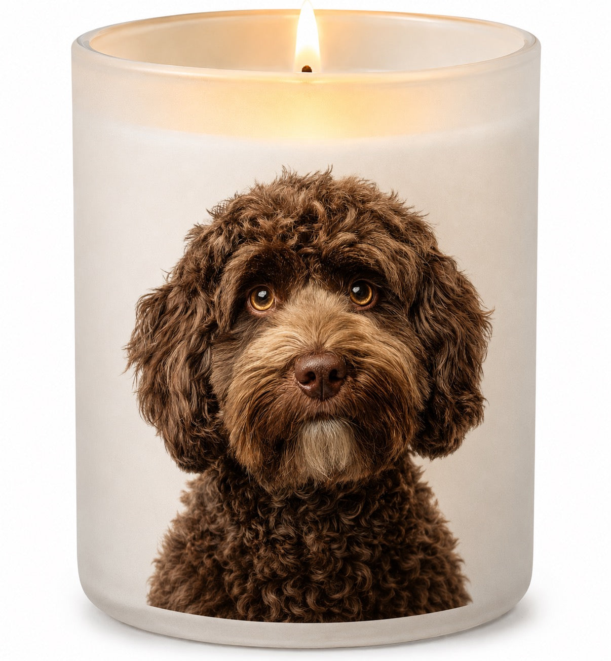 Cockapoo_Chocolate