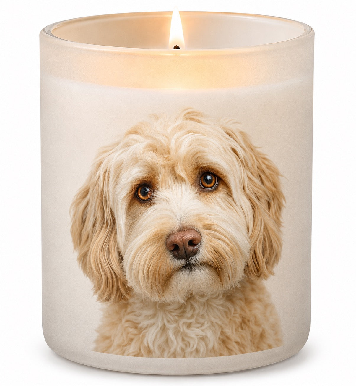 Cockapoo_Cream