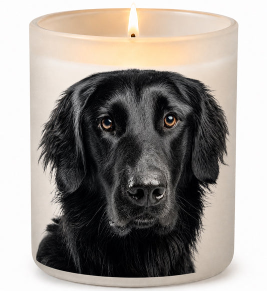 Flat Coat Retriever_Black