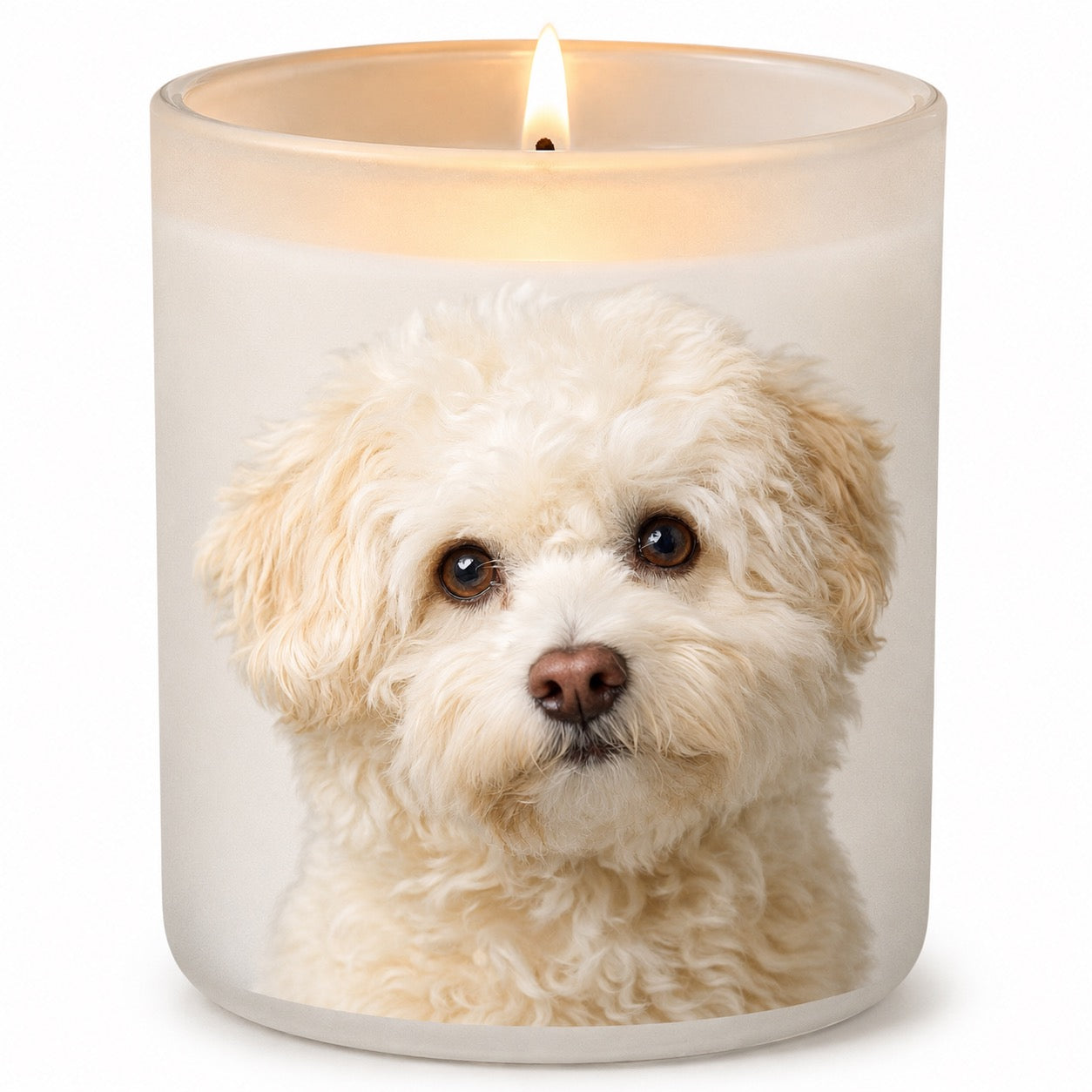 Maltipoo (Moodle)_White