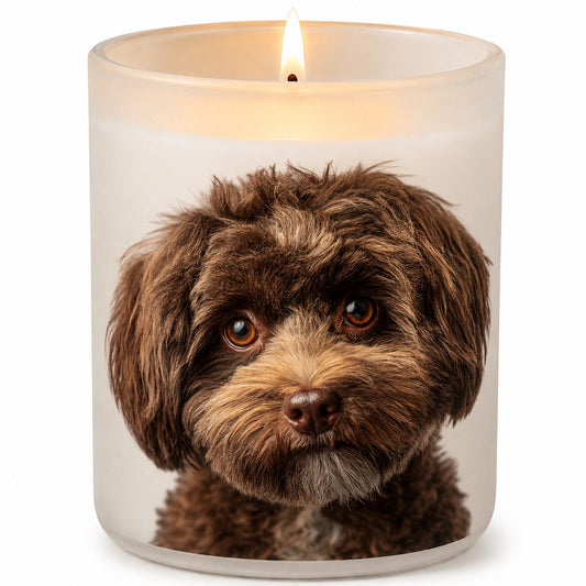 Maltipoo (Moodle)_Chocolate