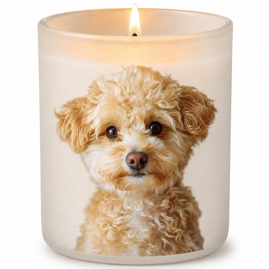 Pomapoo