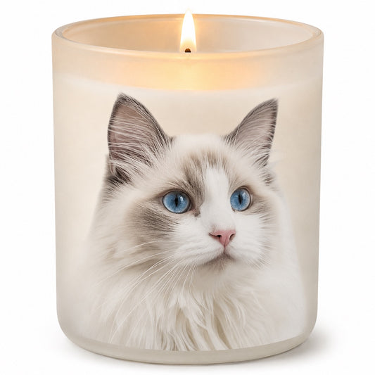 Ragdoll