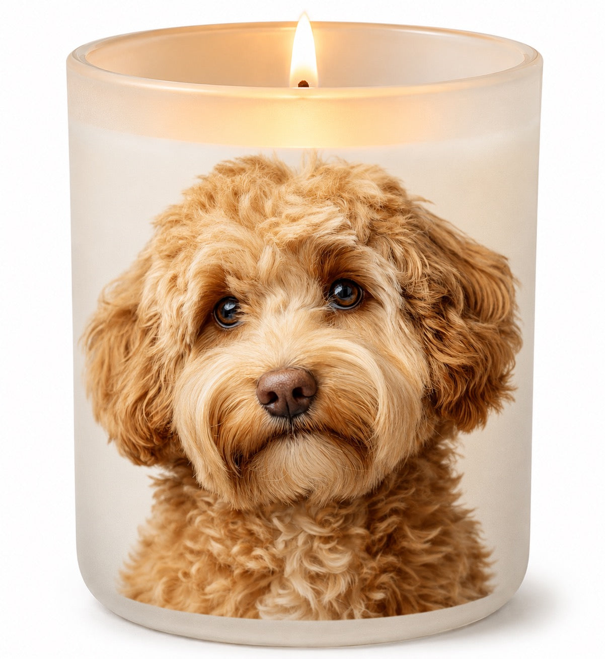 Cavoodle_Fawn