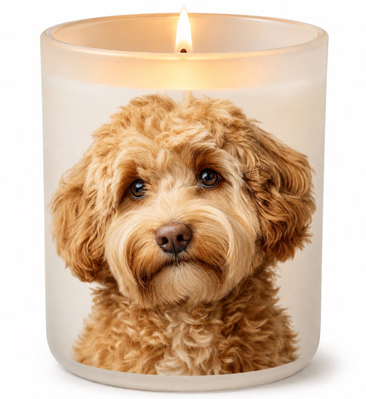 Cavoodle_Fawn