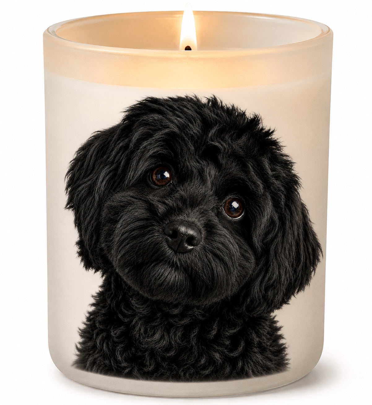 Cavoodle_Black