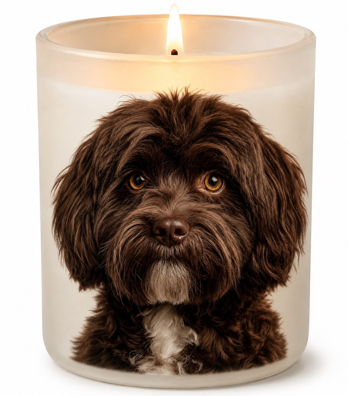 Cavoodle_Chocolate