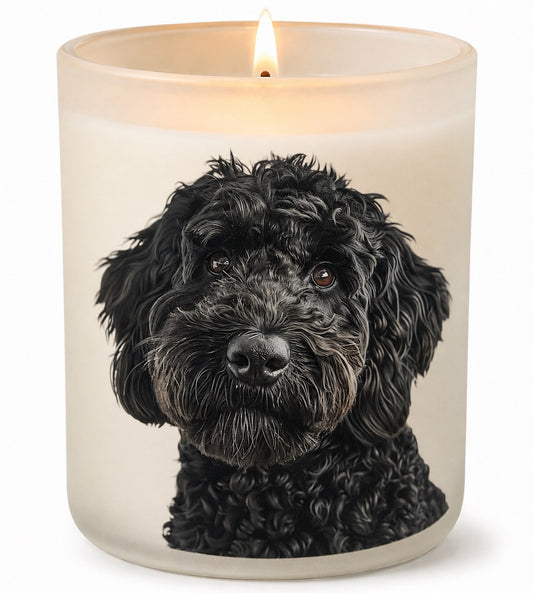 Labradoodle_Black