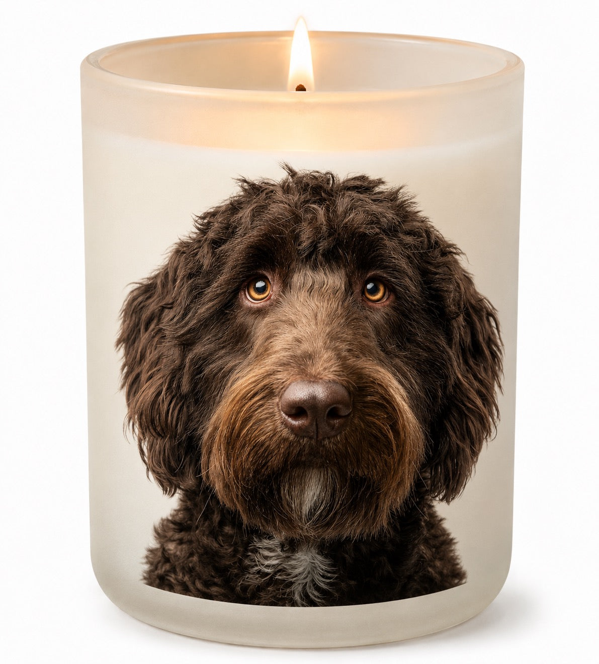 Labradoodle_Chocolate