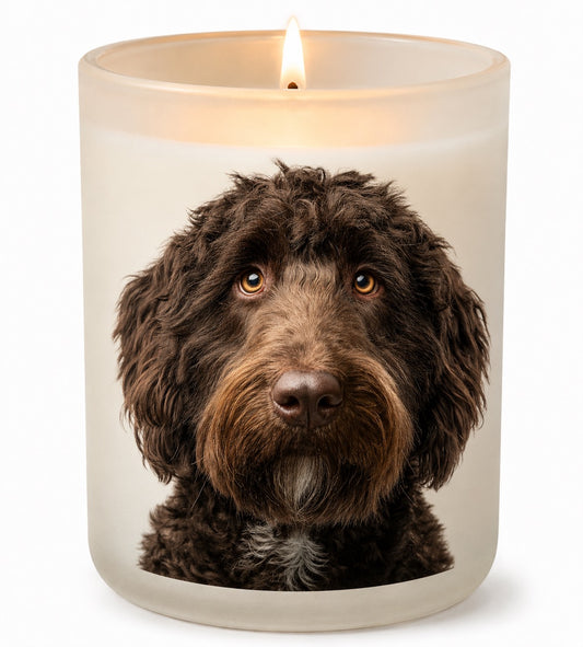Labradoodle_Chocolate