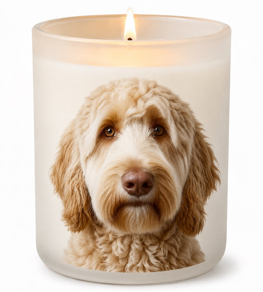 Labradoodle_Cream
