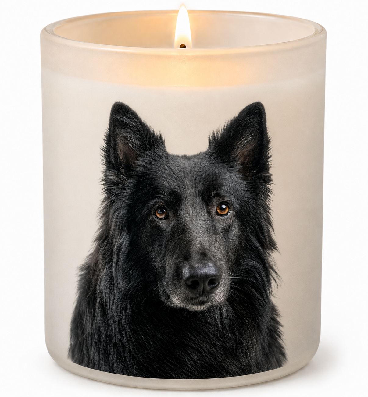 Belgian Malinois_Black