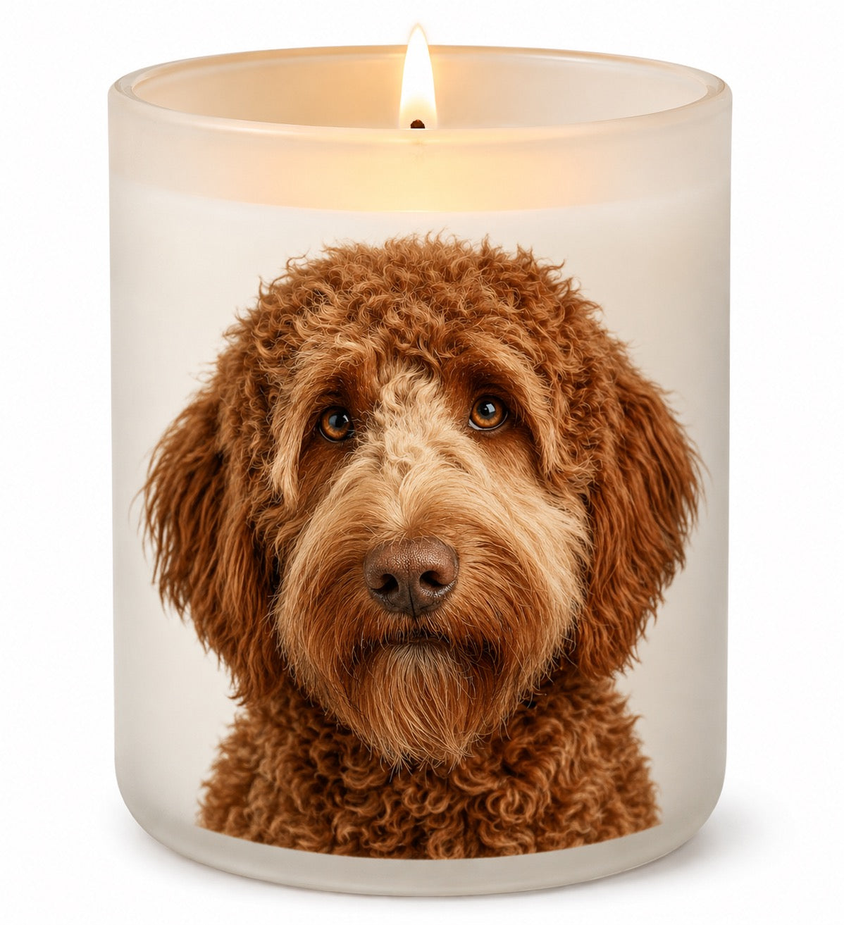 Labradoodle_Red