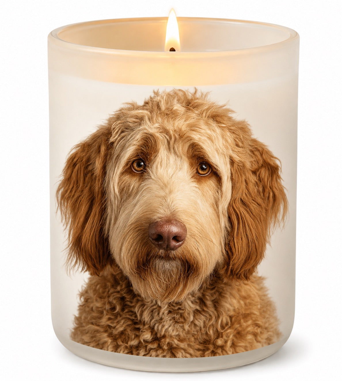 Labradoodle_Golden