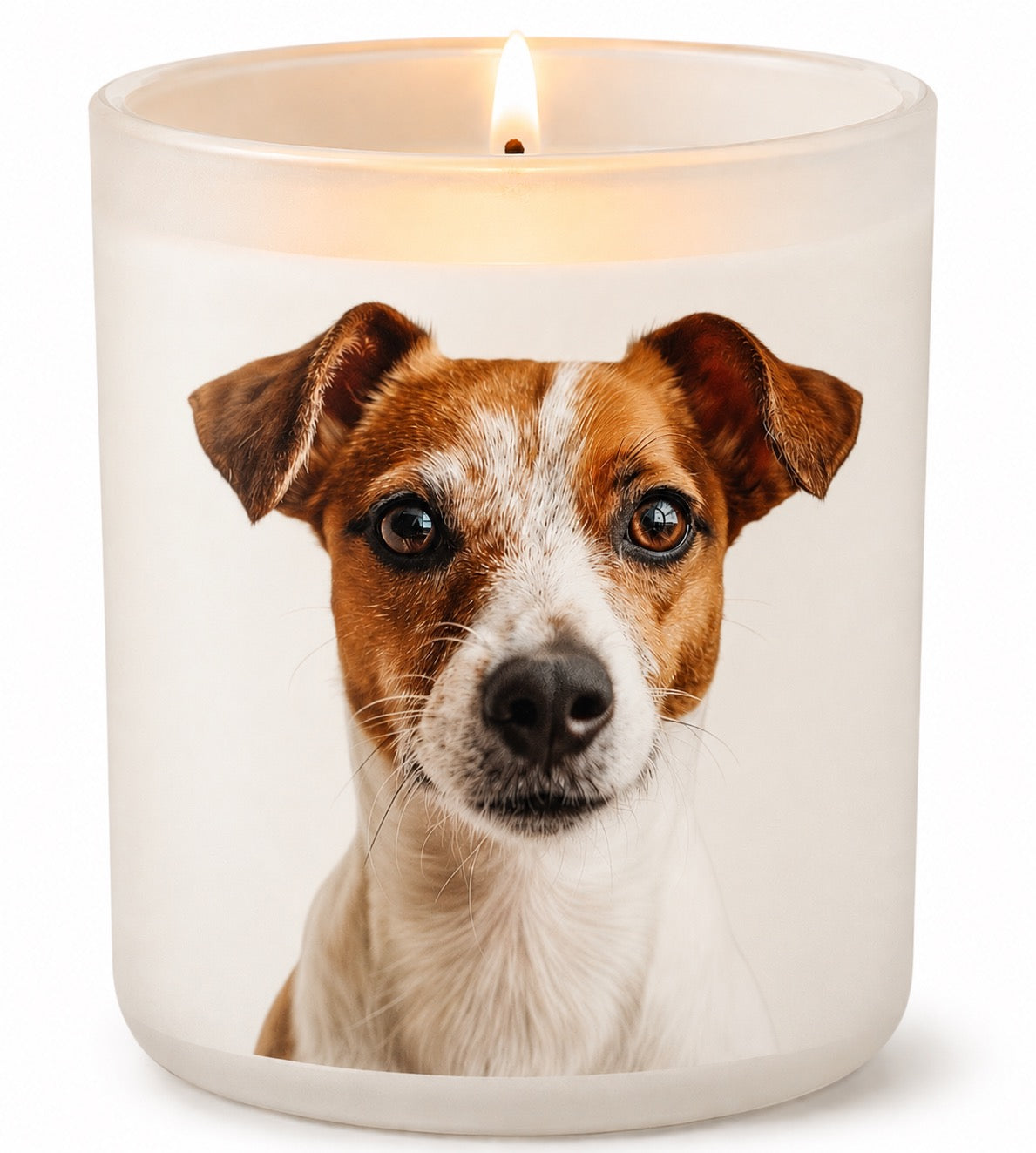 Jack Russel