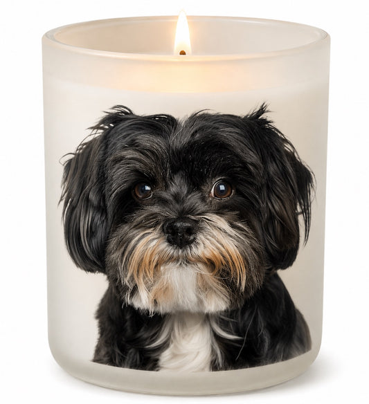 Havanese_Black