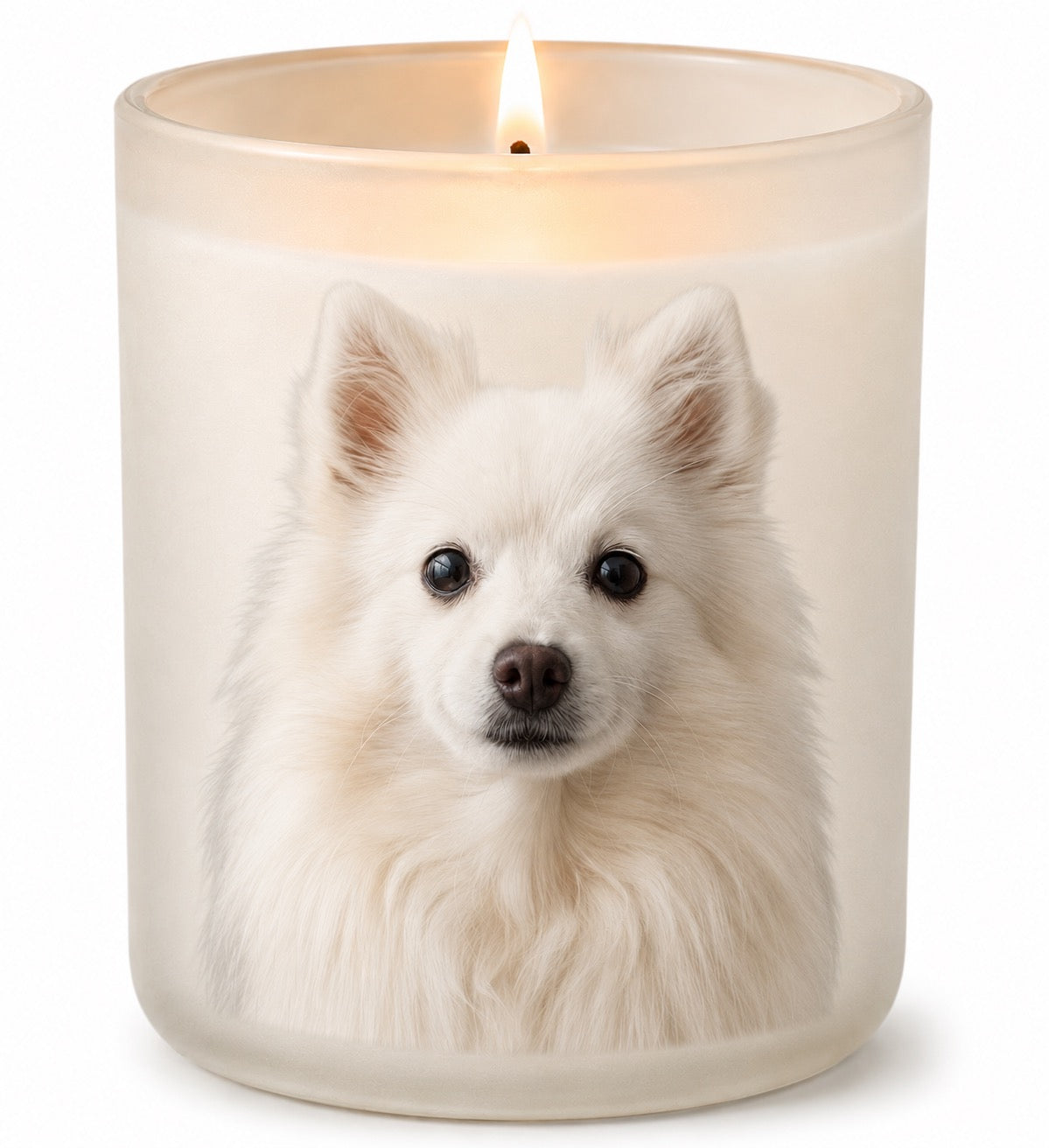 Japanese Spitz