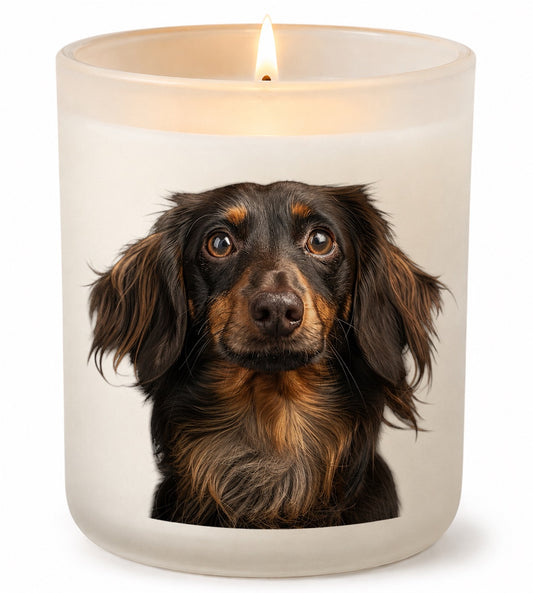 Dachshund_ChocTan (long hair)