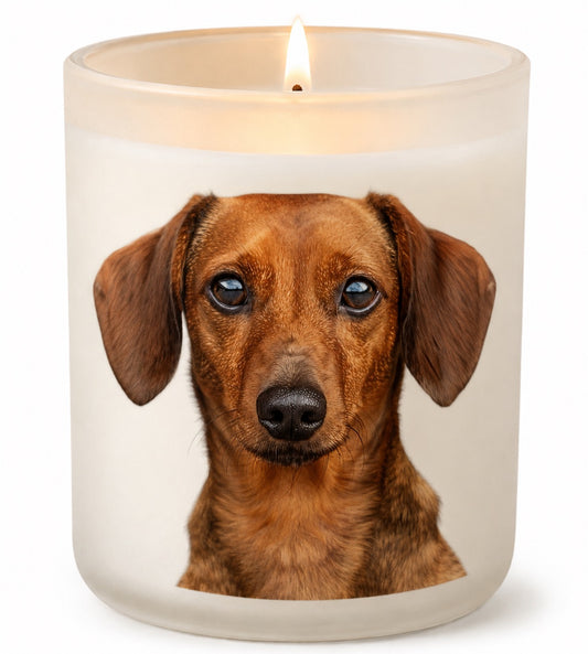 Dachshund_Red
