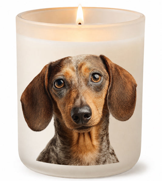 Dachshund_Champagne