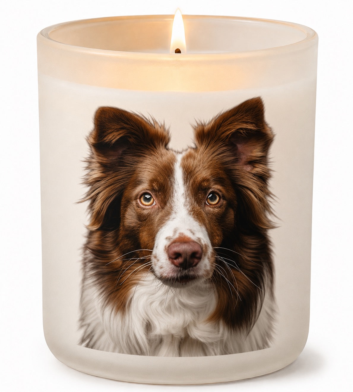 Border Collie_Brown & White