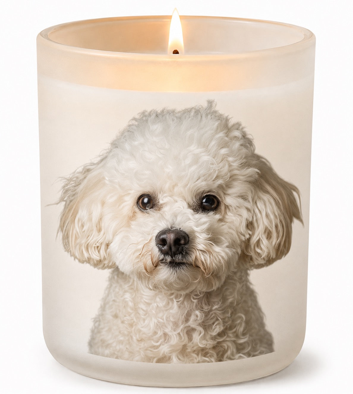 Bichon Frise_White