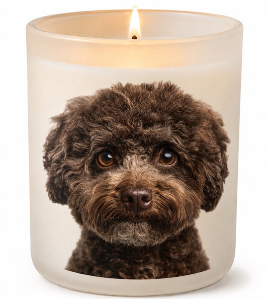 Bichon Frise_Chocolate