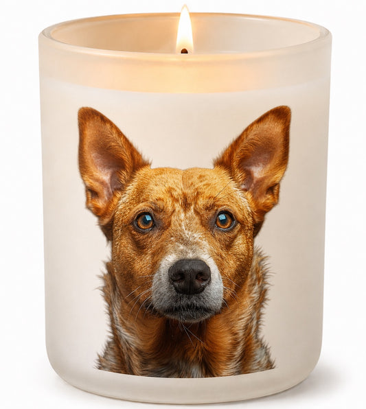 Australian Cattle Dog_Red Heeler