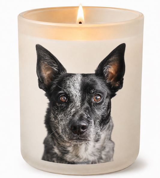 Australian Cattle Dog_Blue Heeler