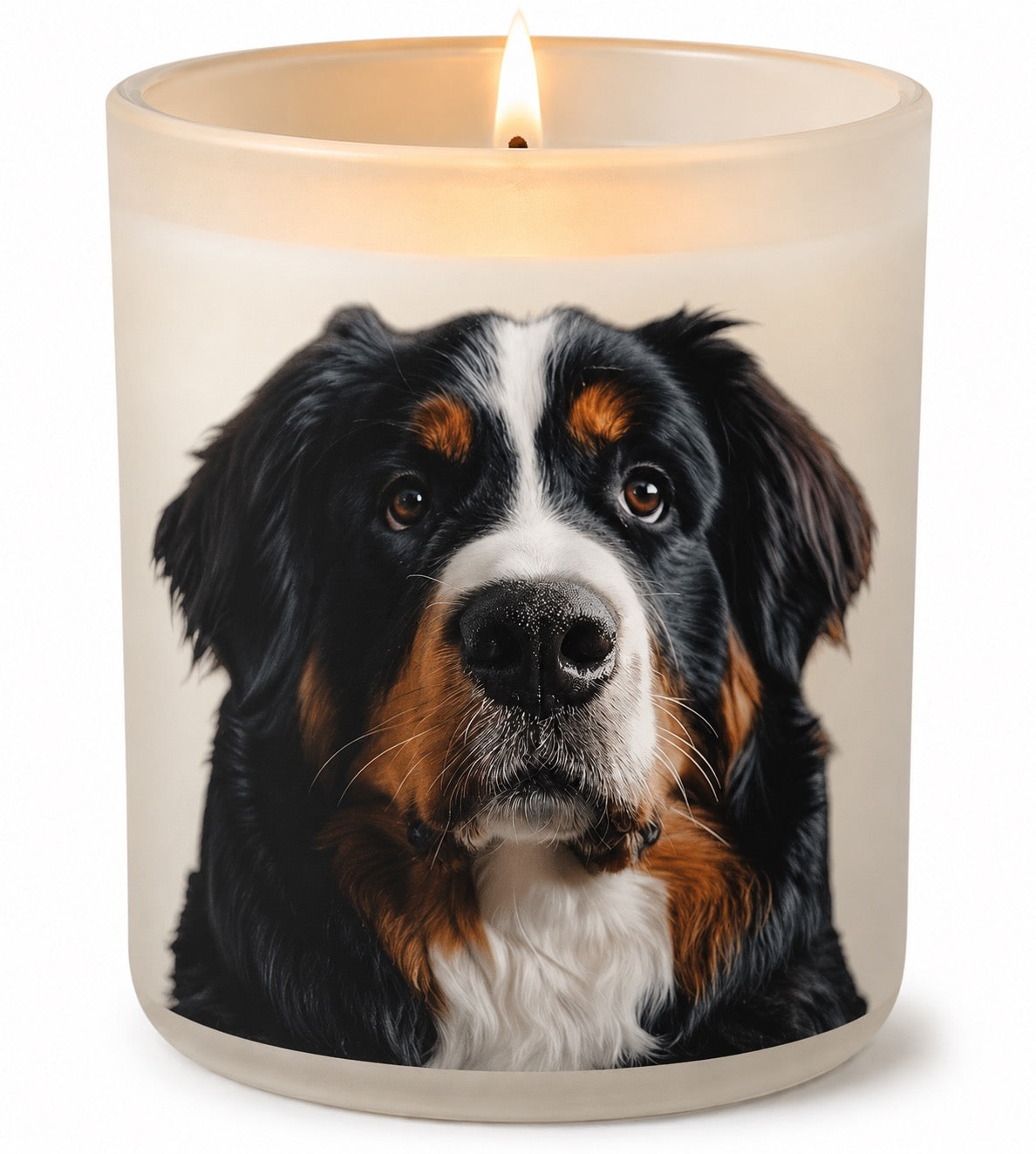 Bernese Mountain Dog