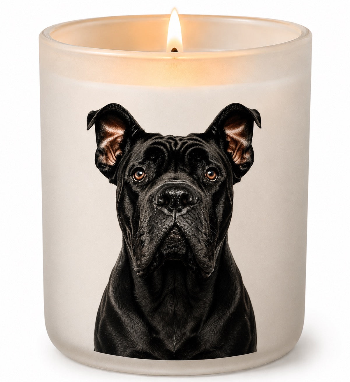 Italian Mastiff_Cane Corso_Black