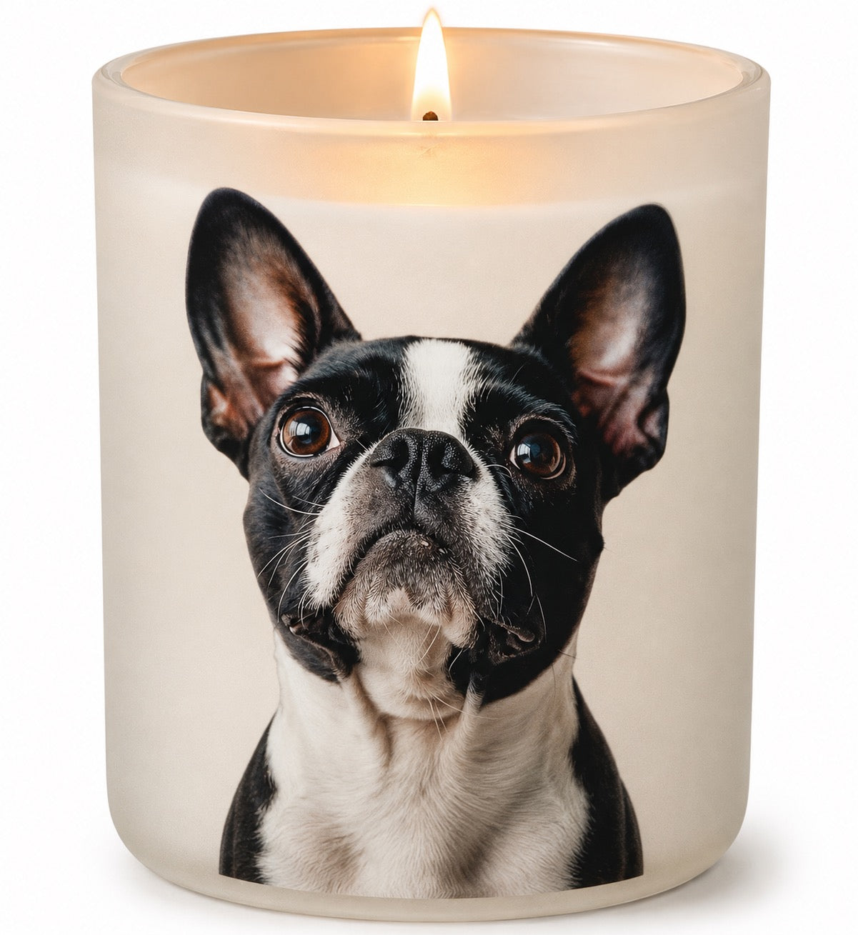 Boston Terrier_Black & White