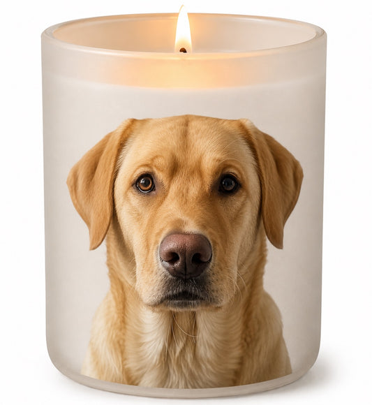 Labrador_Golden
