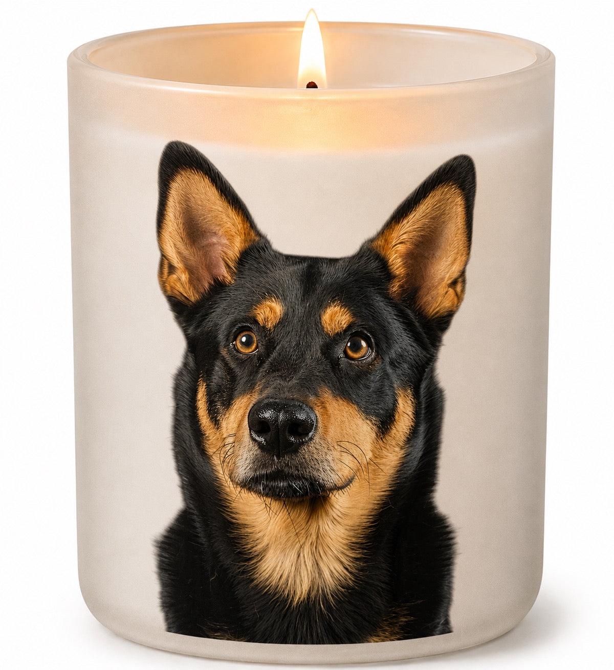 Kelpie_Black & Tan