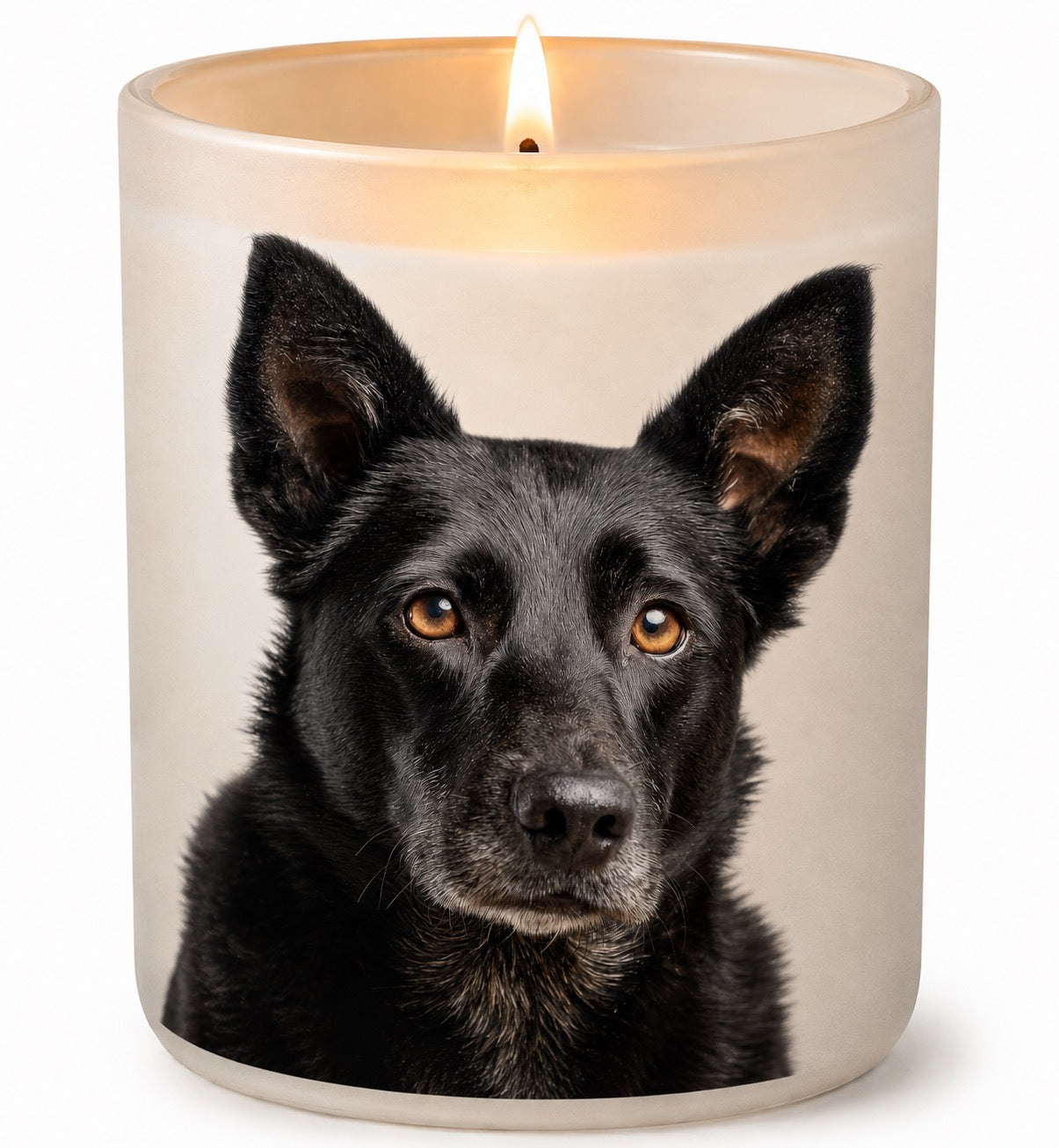 Kelpie_Black