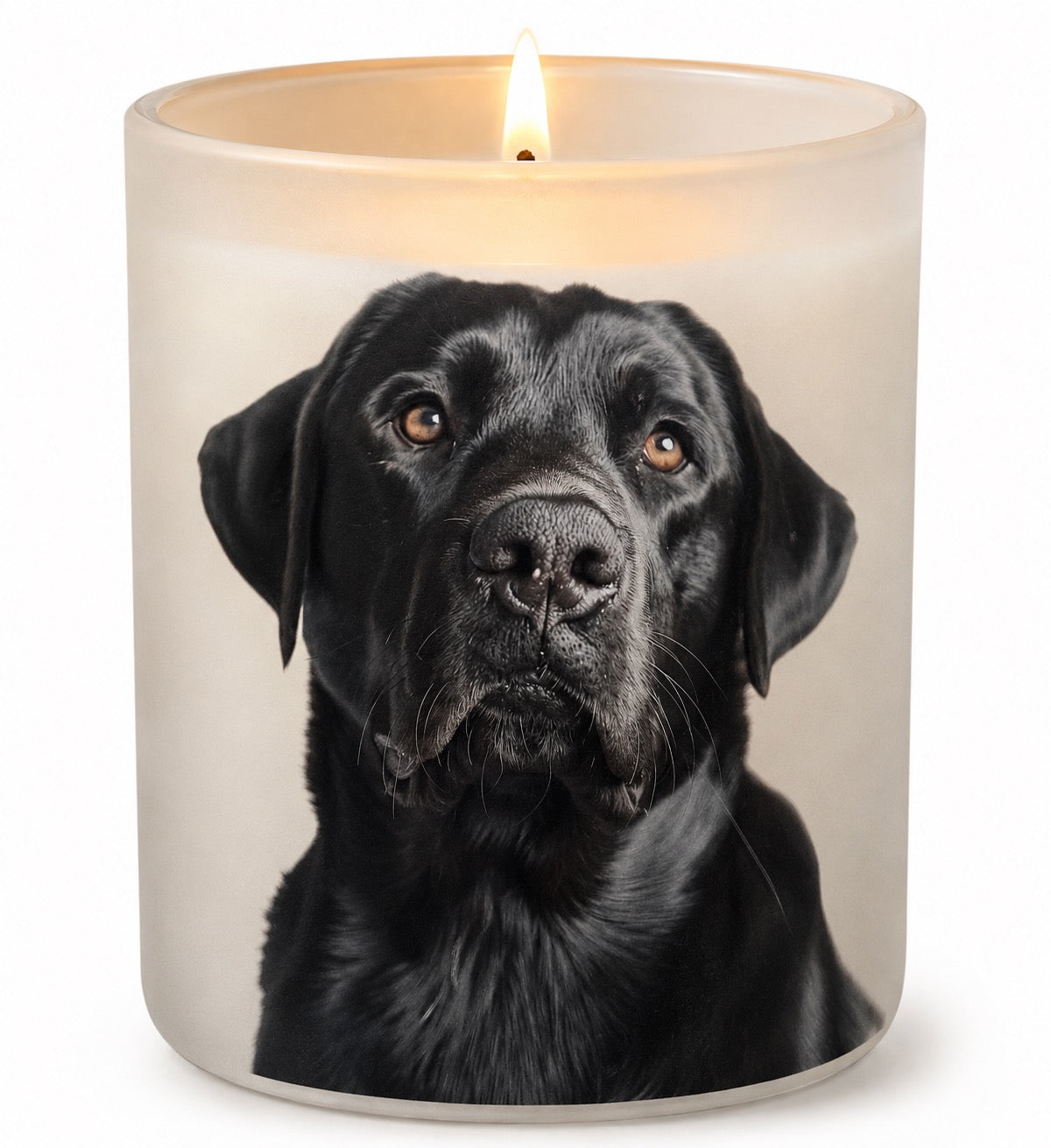 Labrador_Black