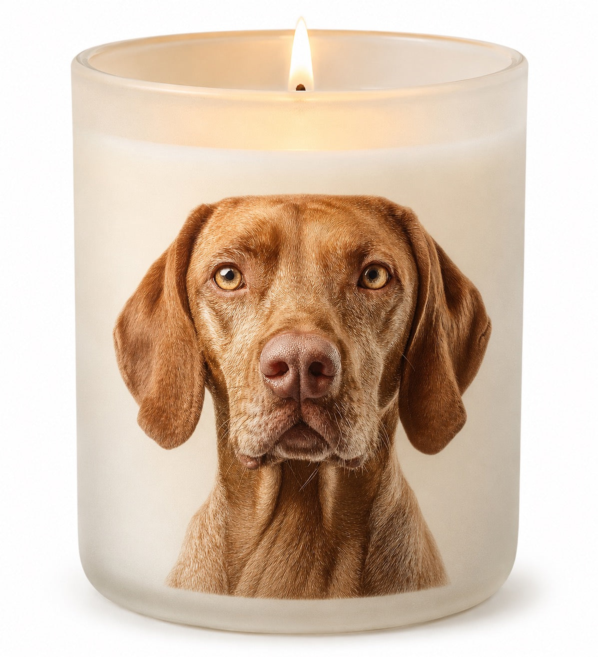 Vizsla