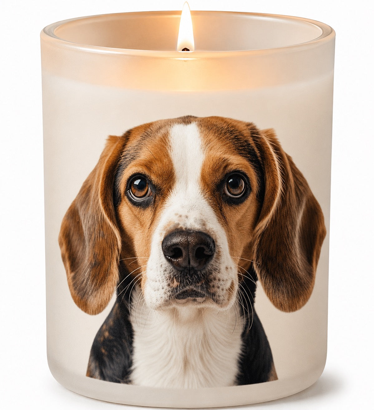 Beagle